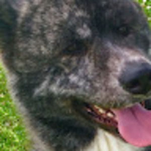 Meet your Posher, Bloodless_